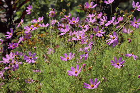 宇宙花高粉红色的夏天花, 花看起来像雏菊, 背景