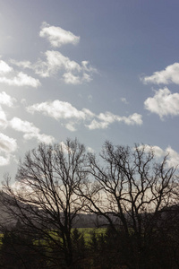 树在蓝天在12月来晴天在德国南部农村附近城市慕尼黑和斯图加特