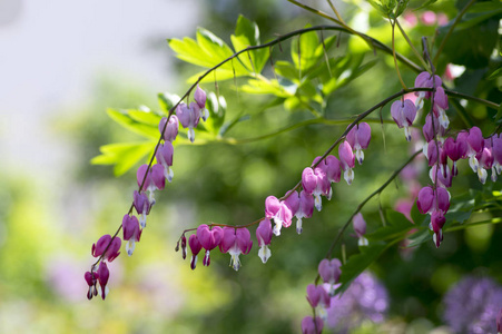 Dicentra 赤粉红色出血心在树枝上, 开花植物在春天花园, 美丽的灌木