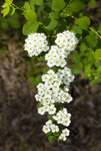 美丽的树枝, 白色的花朵。珊瑚 lentago Nannyberry明尼苏达野花