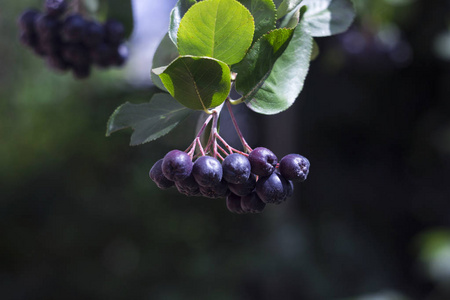 花园中的黑核桃 aronia 山核桃 果实