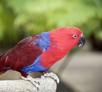 雌性直立人鹦鹉是红色和蓝色的