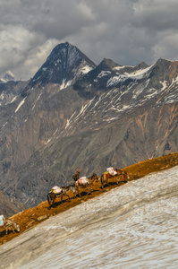 在喜马拉雅山驴