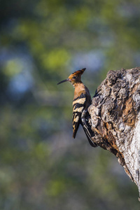 非洲 hoopoe 在克鲁格国家公园, 南非Upupidae Upupa 基利坎贝尔家族的钱币