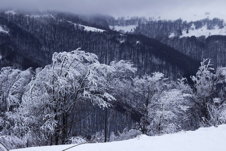 冬天在山上, 雪树霜, 美丽