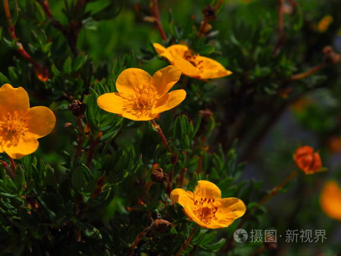 美丽的黄色野花生长在阿尔泰山脉俄罗斯