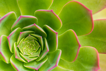 肉质植物 aeonium 橘树特写, 背景