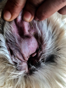 特写耳朵狗皮肤, 听觉血肿疾病, 从血液收集在耳瓣皮下, 肿胀的耳朵从