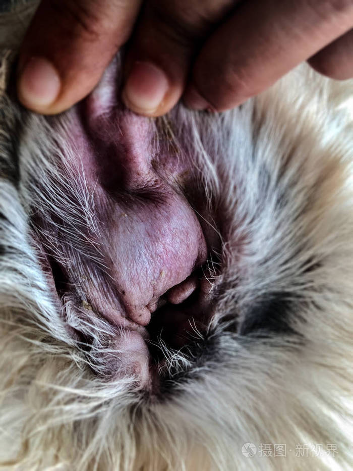 特写耳朵狗皮肤听觉血肿疾病从血液收集在耳瓣皮下肿胀的耳朵从感染