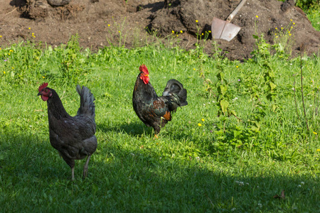 在德国南部7月的一个非常阳光明媚的日子里, 你会看到黑棕色和灰色的鸡在绿草和灌木丛后面跑来跑去