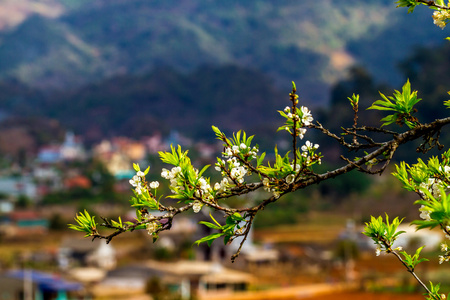 美丽的春天的梅花和茶种植园