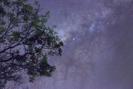 与许多明星以上领域的树木蓝色黑暗的夜空