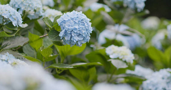 绣球花农场特写