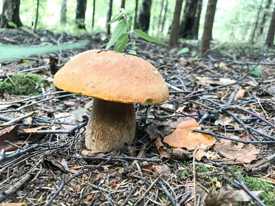 食用白蘑菇单面, 生长在森林中