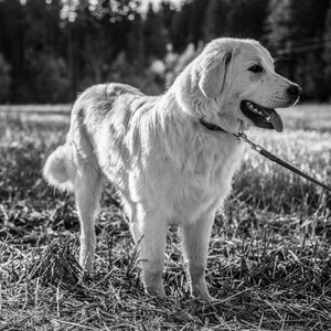 Tatra 牧羊犬走在户外。黑白照片