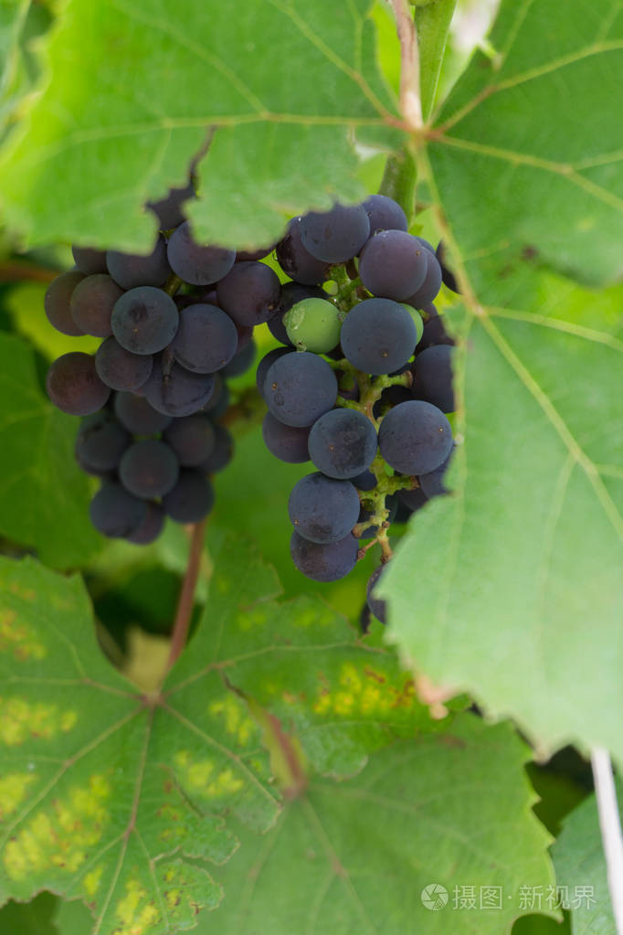 野生葡萄的葡萄