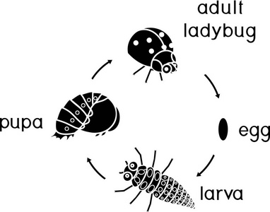 虫子的生长过程简单图图片