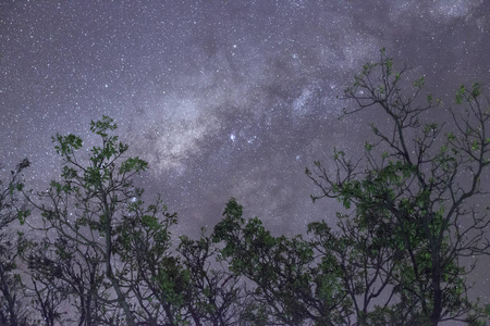 与许多明星以上领域的树木蓝色黑暗的夜空