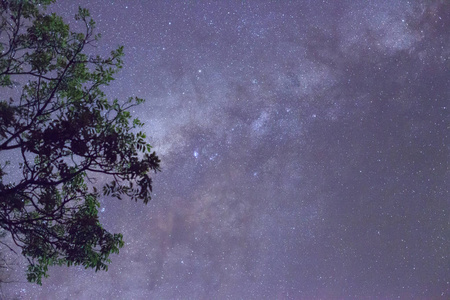 与许多明星以上领域的树木蓝色黑暗的夜空