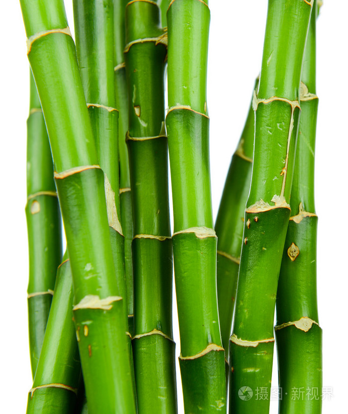 竹茎在白色背景上