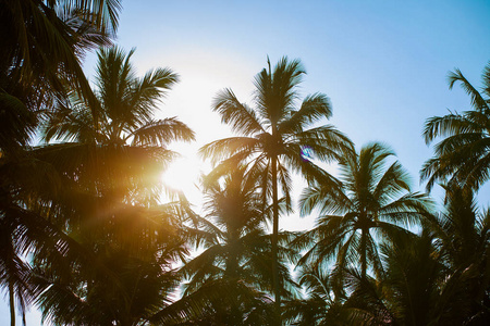 阳光透过棕榈树照耀蓝天背景
