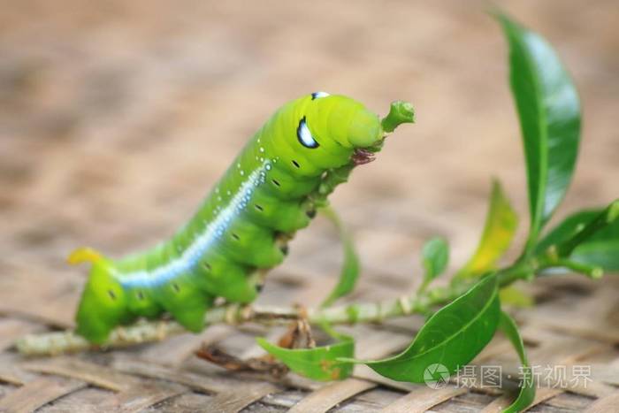 树上的大绿色蠕虫树梢上的巨型绿色蠕虫