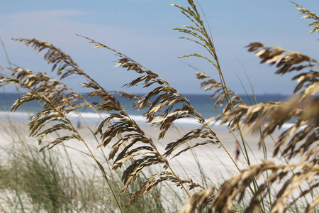 海滩上的海燕麦