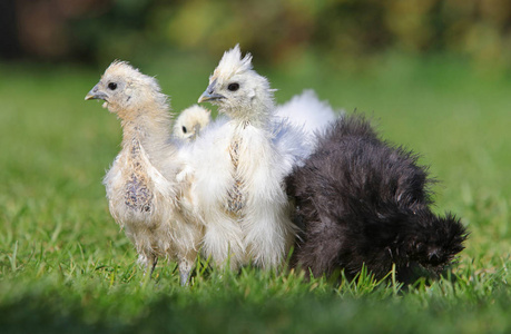 一群在草地上的小小鸡, 户外