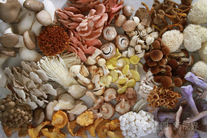 新鲜生鲜食用菌品种的选育