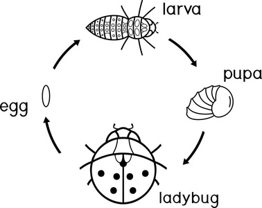 昆虫的变化过程简笔画图片