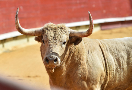 奔跑牛在西班牙斗牛场的大公牛奔跑照片