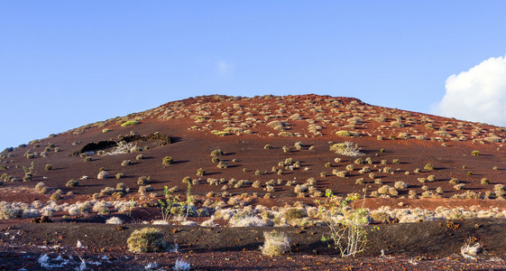 在兰萨罗特岛 vulcanic 地区植被