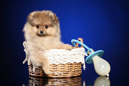 波美拉尼亚斯皮茨小狗在篮子与一个大奶嘴