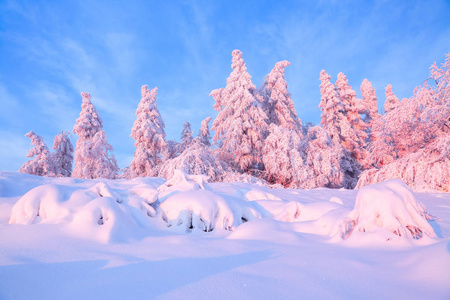 好的扭曲的树木覆盖着浓厚的雪层照亮玫瑰色的夕阳在美丽的冬日。令人难以置信的场面与雪覆盖的森林