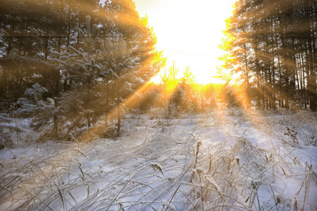 冬天风景阳光明媚的寒冷早晨在松树林
