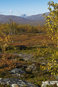 秋天有桦树和山的风景。瑞典北部