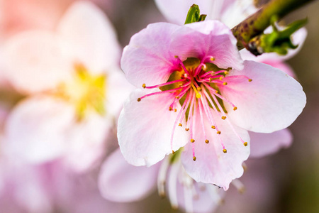 一个美丽的盛开的树在春天的细节。漂亮的粉红色的花朵。带浅景深的多细节宏镜头