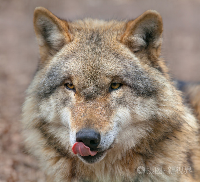 危险的灰太狼舔它的嘴