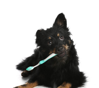 可爱的长头发的狗与牙刷在白色背景。宠物护理