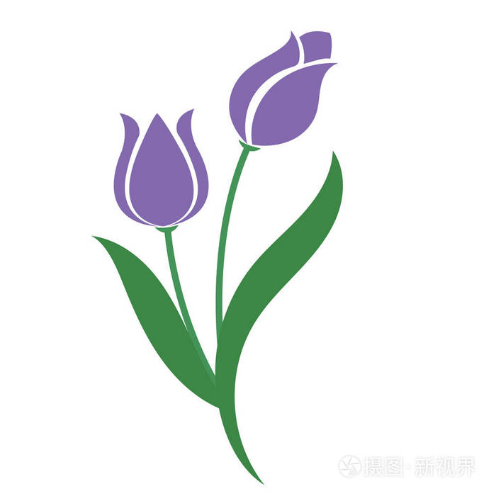 天然花紫郁金香, 矢量植物园花叶植物