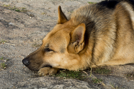 德国牧羊犬休息放松图片