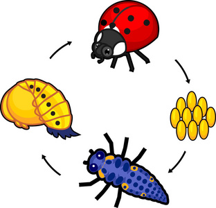 瓢虫的生命周期。从卵到成年昆虫的瓢虫发育阶段序列