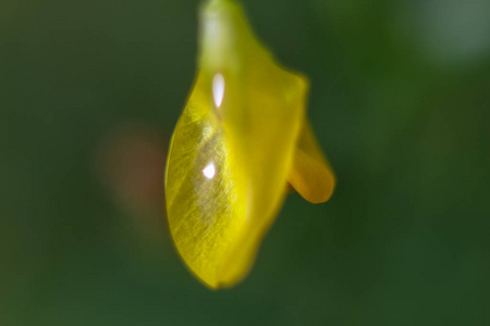 黄色花特写镜头水滴