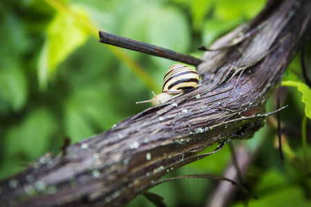雨后的蜗牛在花草树木中爬行, 在绿色植被中饮用花园里的水。