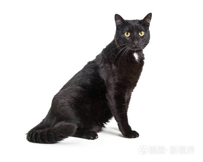 漂亮的成年黑猫坐在白色的侧面看着相机