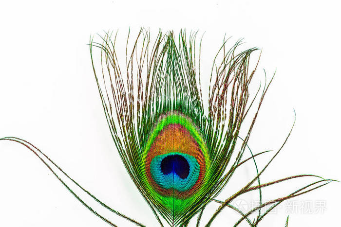 孔雀尾羽照片