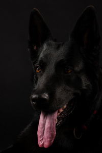 矢量图杜伯杜伯低聚牧羊人鼻子悲惨的景象的棕色拉布拉多犬俄罗斯猎狼