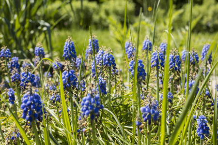 嫩蓝色 muscari 花, 阿尔泰, 西伯利亚, 俄罗斯