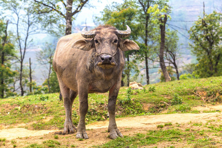 夏季的越南老蔡沙萨沙水牛摄影图