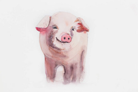 小猪在笑.水彩的插图.柔和的粉红色颜色.白色背景.水彩素描照片